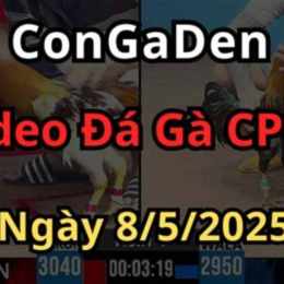 trực tiếp đá gà c3 bình luận viên