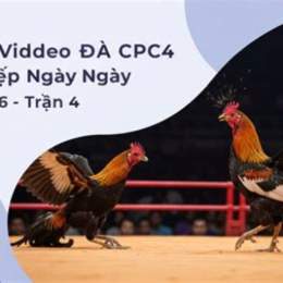 trưc tiếp đá gà c4