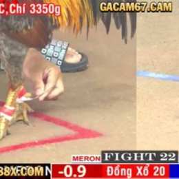trực tiếp đá gà cam bình luận