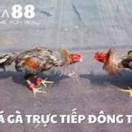 truc tiep da ga capuchia