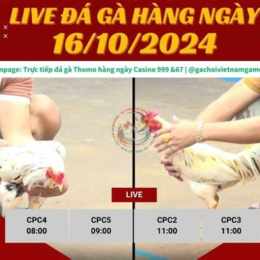 trực tiếp đá gà casino thomo