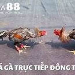 truc tiep da ga cj2