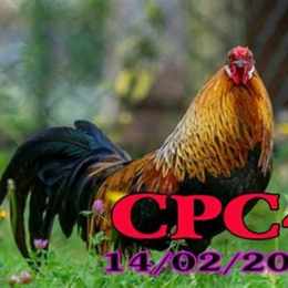 truc tiep đá gà cpc 4