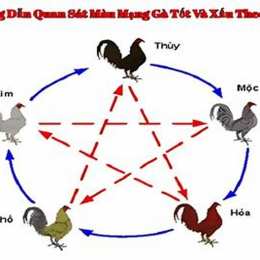 trực tiếp đá gà mạng 88