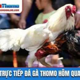 truc tiep da ga thommo c3