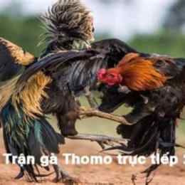 truc tiep da ga thomo 24 3