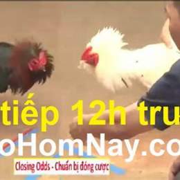 trực tiếp đá gà thomo bình luận viên gà rừng