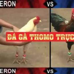 trực tiếp đá gà thomo ngày 9 tháng 10