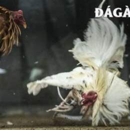 trực tiếp đá gà xà bông 67