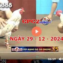 trực tiếp gà đá c1 hôm nay