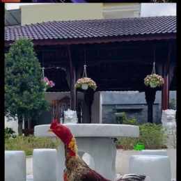 trường gà đá trực tiếp