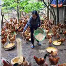 truong thuc da ga campuchia