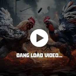 trựt tiếp đá gà