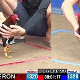 truyền hình trực tiếp đá gà thomo