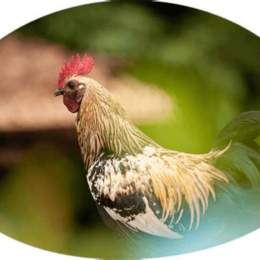 tường thuật đá gà c4 hôm nay