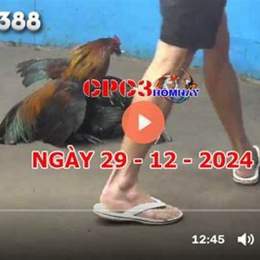 tuong thuat da ga hom nay