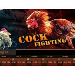 tỷ lệ đá gà trực tiếp