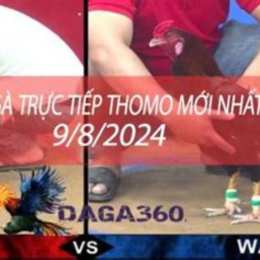 video đá gà thomo mới nhất