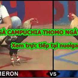 vn 999 đá gà