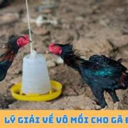 vô mồi gà đá