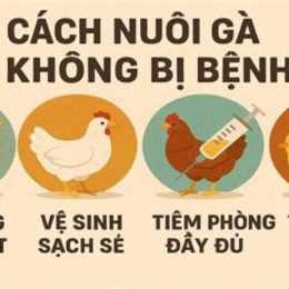 web da ga khong bi chan