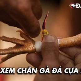 xem chan ga da