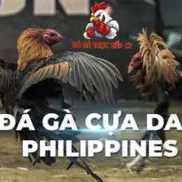 xem cựa gà đá