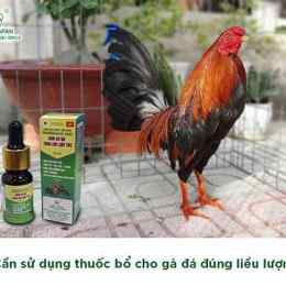 xem đá gà bổ 67