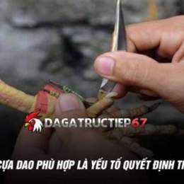 xem da ga cua dao hom nay