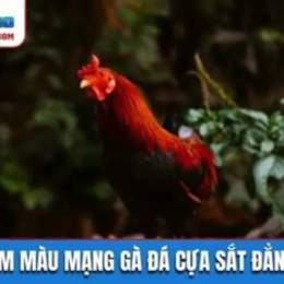 xem da ga cua sat moi nhat 2015