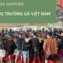 xem đá gà đắk puer 888