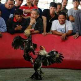 xem đá gà một bài