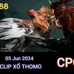 xem đa ga tho mo