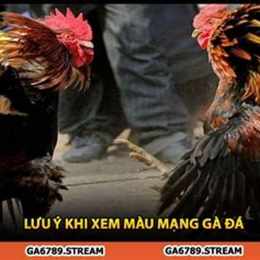 xem ga da theo ngay