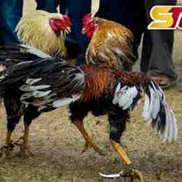 xem hình dáng gà đá cựa sắt