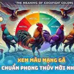 xem màu gà đá
