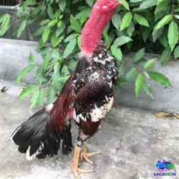 xem tuong ga tre da hay