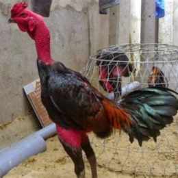 xem video da ga choi binh dinh